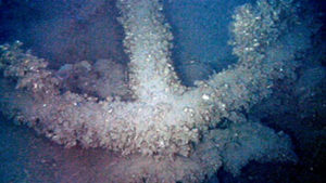 photo of anchor at site AB10-AB